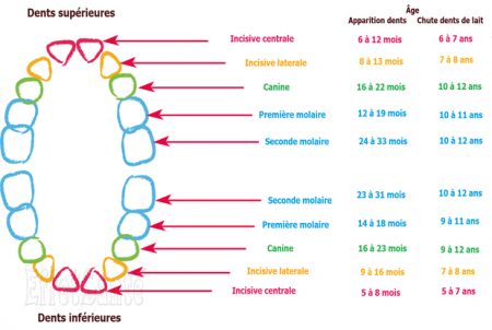 changement de dents, quand tombent les dents de lait, changement de dents de lait, les dents de lait