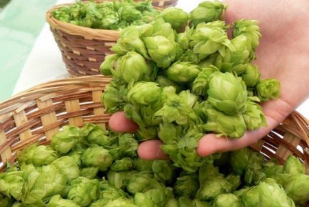 bière, consommation excessive de bière, houblon et la bière, gros ventre, gros seins, seins qui poussent