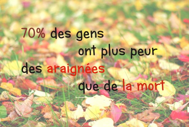 saviez-vous que, effetsanté, araignées