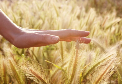 gratitude, reconnaissance, meilleure vie, meilleure journée, meilleur jour, heureux