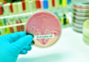 E. coli, escherichia coli, infection à e coli,
