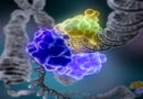 le cancer, alimentation et caner, nutrition et cancer, nourriture et cancer, les aliments transformés