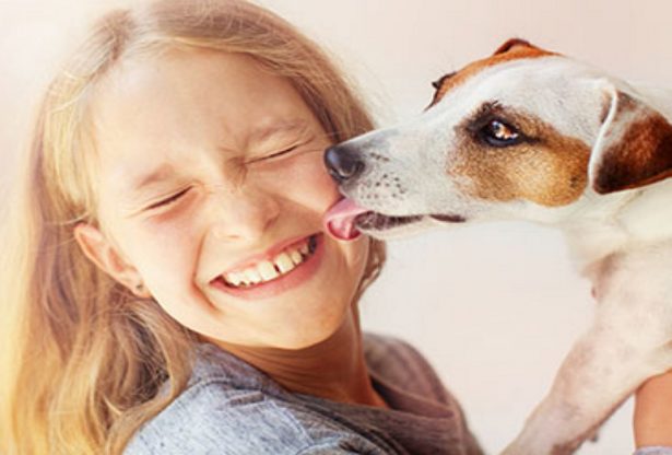 maladies de votre chien, maladies des animaux, les animaux et leurs maladies