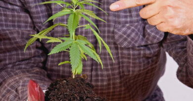 marijuana, cannabis, risque marijuana, risques fumer