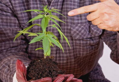 marijuana, cannabis, risque marijuana, risques fumer
