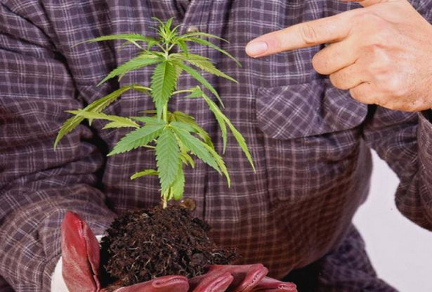 marijuana, cannabis, risque marijuana, risques fumer