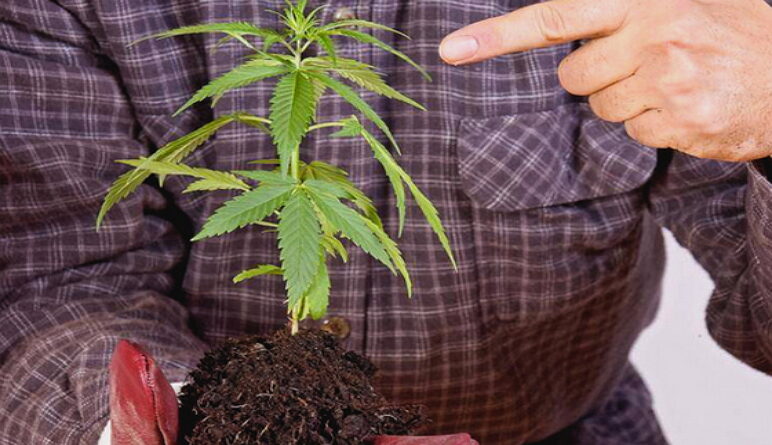 marijuana, cannabis, risque marijuana, risques fumer