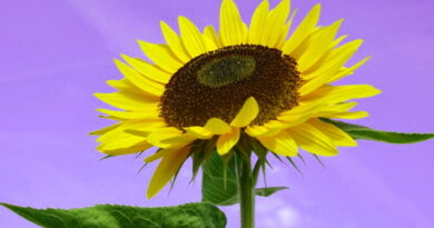 le tournesol, des remèdes naturistes, pharyngite, laryngite