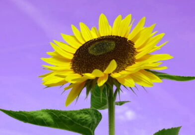 le tournesol, des remèdes naturistes, pharyngite, laryngite