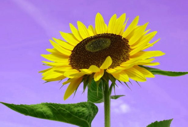 le tournesol, des remèdes naturistes, pharyngite, laryngite