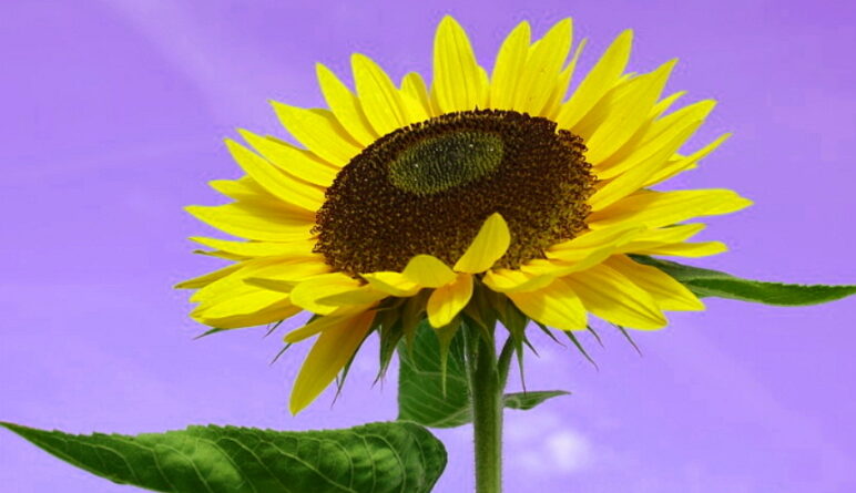 le tournesol, des remèdes naturistes, pharyngite, laryngite