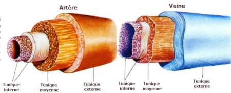 différence entre artères et veines, les veines, les artères
