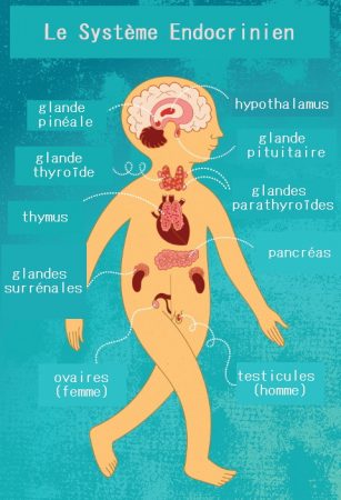 déséquilibre hormonal, équilibre hormonal, les hormones