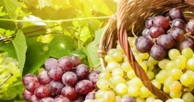 les raisins, les raisins et le cancer, les raisins bénéfiques pour la santé