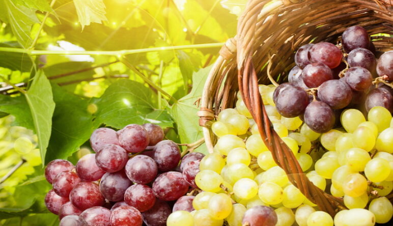 les raisins, les raisins et le cancer, les raisins bénéfiques pour la santé