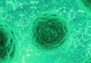 les cellules souches, traitement de cancer avec cellules souches