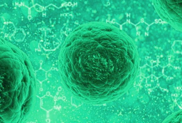 les cellules souches, traitement de cancer avec cellules souches