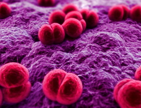 les virus et les bactéries, virus dangereux,  bactéries dangereuses