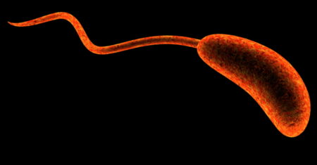 les virus et les bactéries, virus dangereux,  bactéries dangereuses
