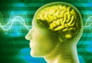 le cerveau, notre cerveau