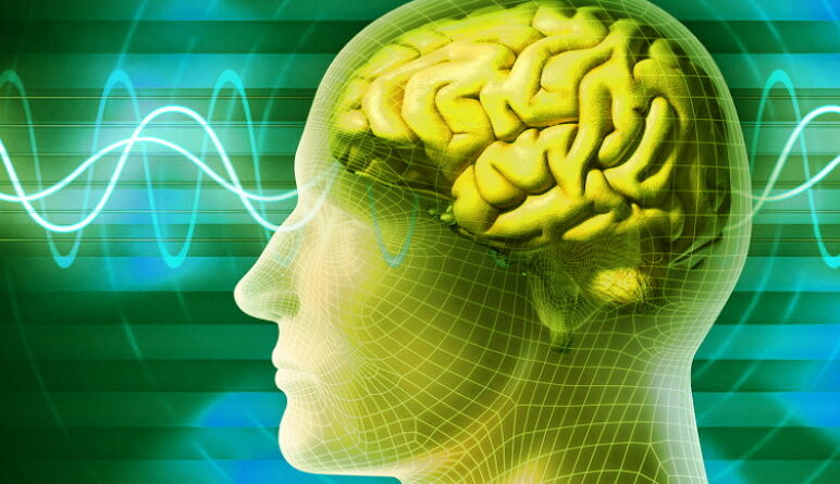 le cerveau, notre cerveau