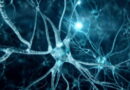 neurones artificiels, les neurones, comment rétablir les neurones