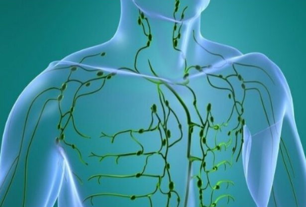 système lymphatique, la lymphe