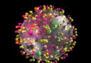 covid-19, combattre le coronavirus, comment s'en sortir de Covid 19