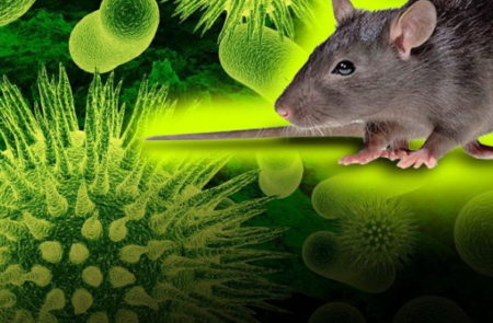 coronavirus, SRAS, Grippe, virus, maladies infectieuses, covid-19, covid, choléra, Ébola