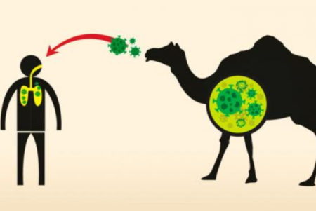 coronavirus, SRAS, Grippe, virus, maladies infectieuses, covid-19, covid, choléra, Ébola