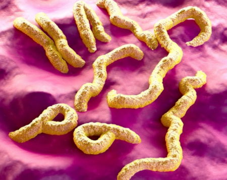 coronavirus, SRAS, Grippe, virus, maladies infectieuses, covid-19, covid, choléra, Ébola