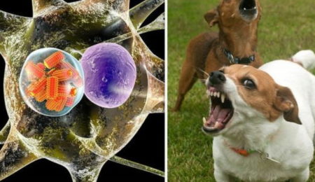 coronavirus, SRAS, Grippe, virus, maladies infectieuses, covid-19, covid, choléra, Ébola