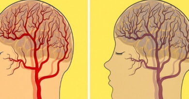 cerveau, Maladies d'Alzheimer, comment s'alimenter, alimenter notre cerveau