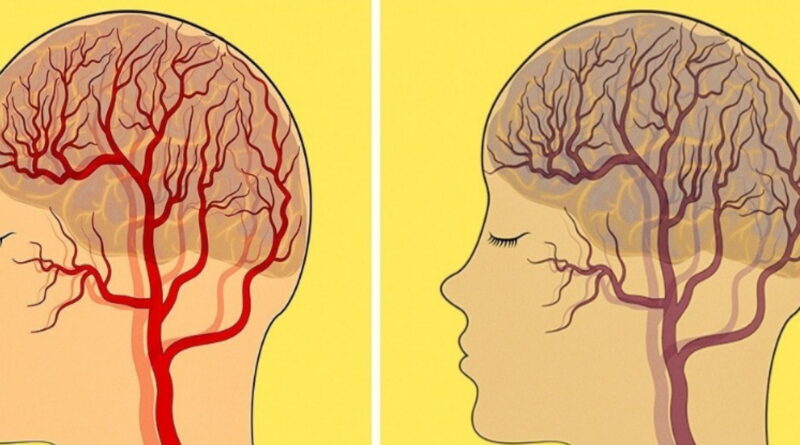 cerveau, Maladies d'Alzheimer, comment s'alimenter, alimenter notre cerveau