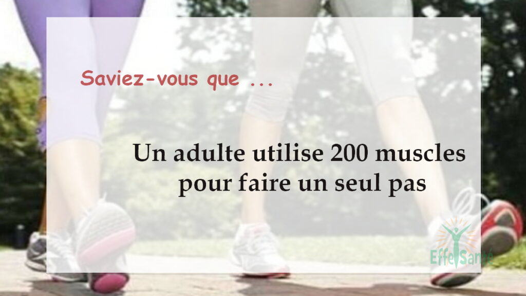 Un adulte utilise 200 muscles pour faire un seul pas