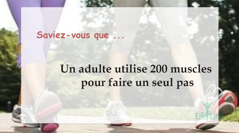 Un adulte utilise 200 muscles pour faire un seul pas