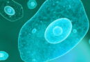 Microbes dans l'eau, des microbes dangereux dans l'eau potable