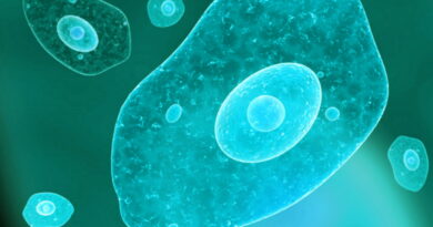 Microbes dans l'eau, des microbes dangereux dans l'eau potable