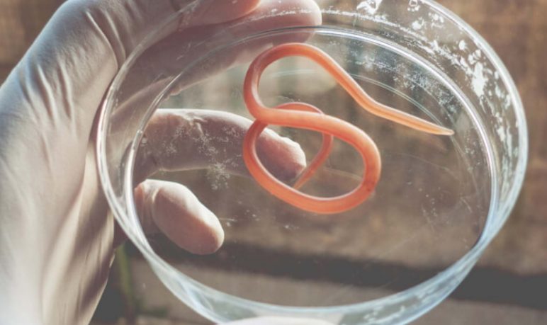 les parasites dans nos corps, parasites et comment les traiter
