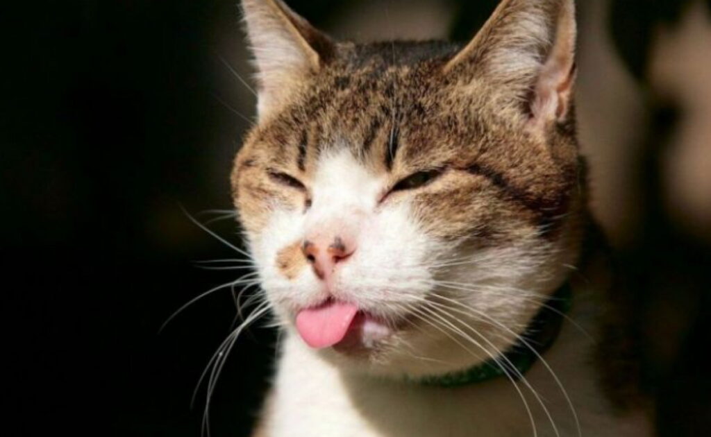 parasites chez le chat, la toxoplasmose