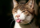 parasites chez le chat, la toxoplasmose