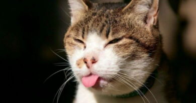 parasites chez le chat, la toxoplasmose