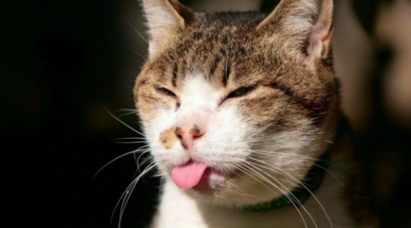 parasites chez le chat, la toxoplasmose