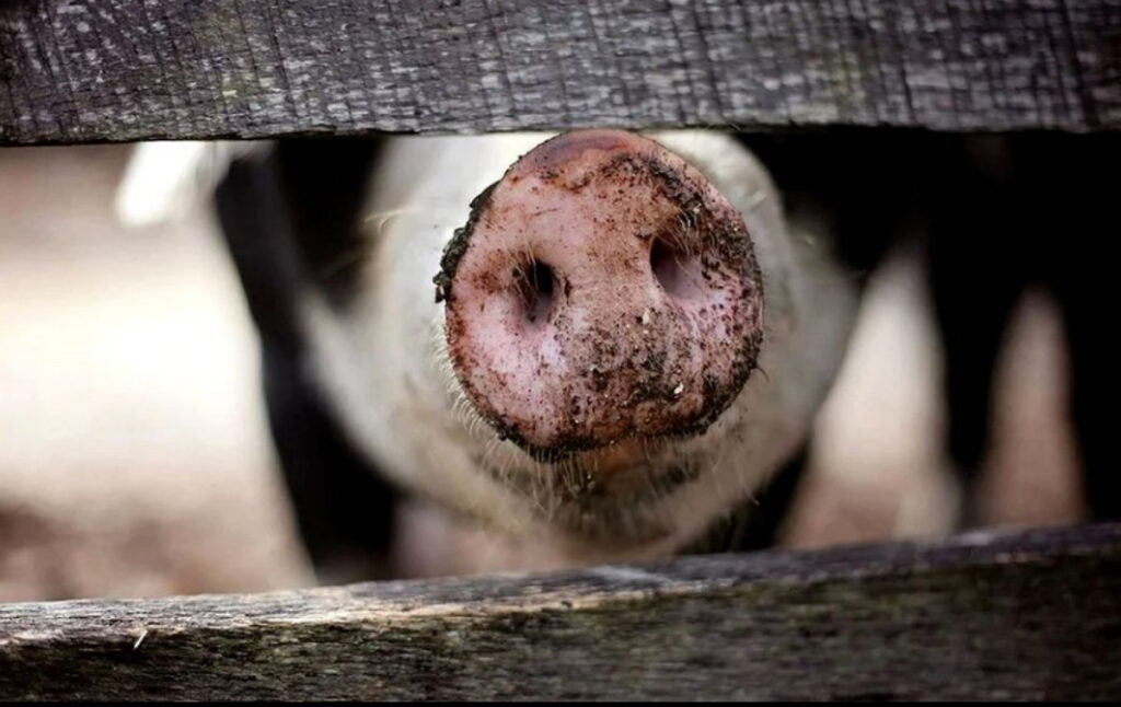 greffe de porc pour l'humain