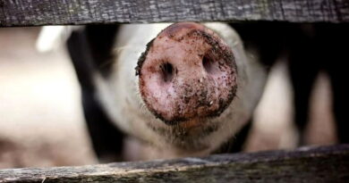 greffe de porc pour l'humain