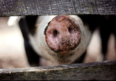 greffe de porc pour l'humain