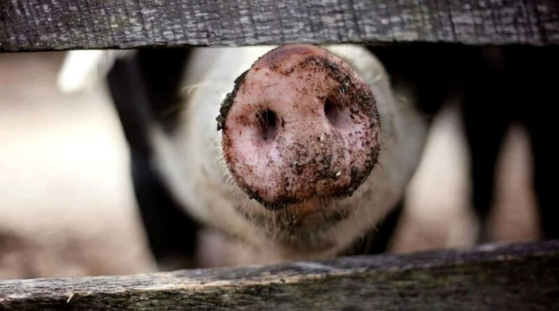 greffe de porc pour l'humain