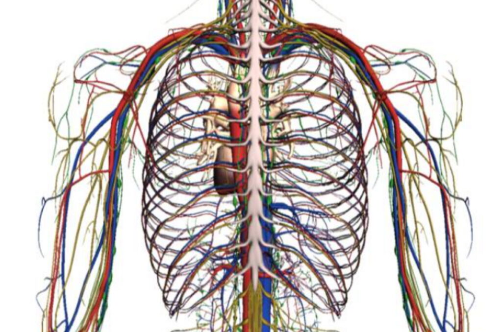 circulation sanguine, un peu sur le sang, information sur la circulation du sang