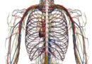circulation sanguine, un peu sur le sang, information sur la circulation du sang