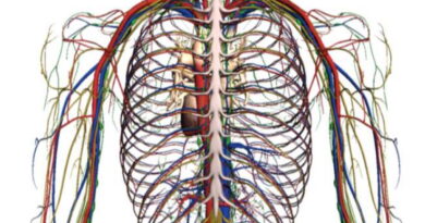 circulation sanguine, un peu sur le sang, information sur la circulation du sang